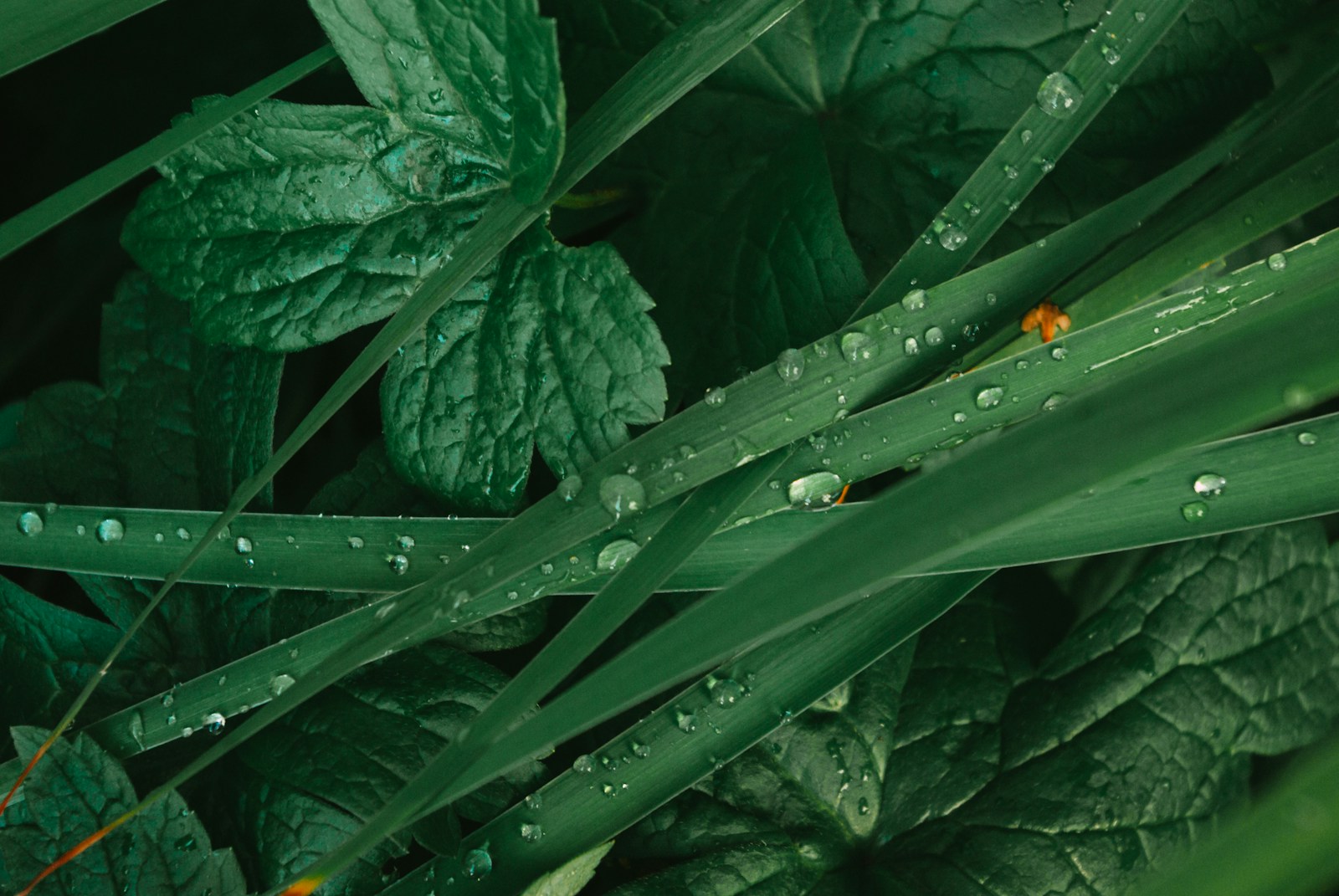 a close up of a green plant with water drops